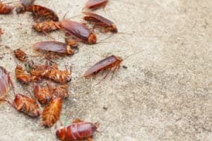 Marietta, GA Pest Control Services