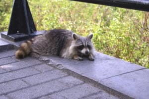 Wildlife Removal in Duluth, GA