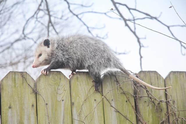 Opossum