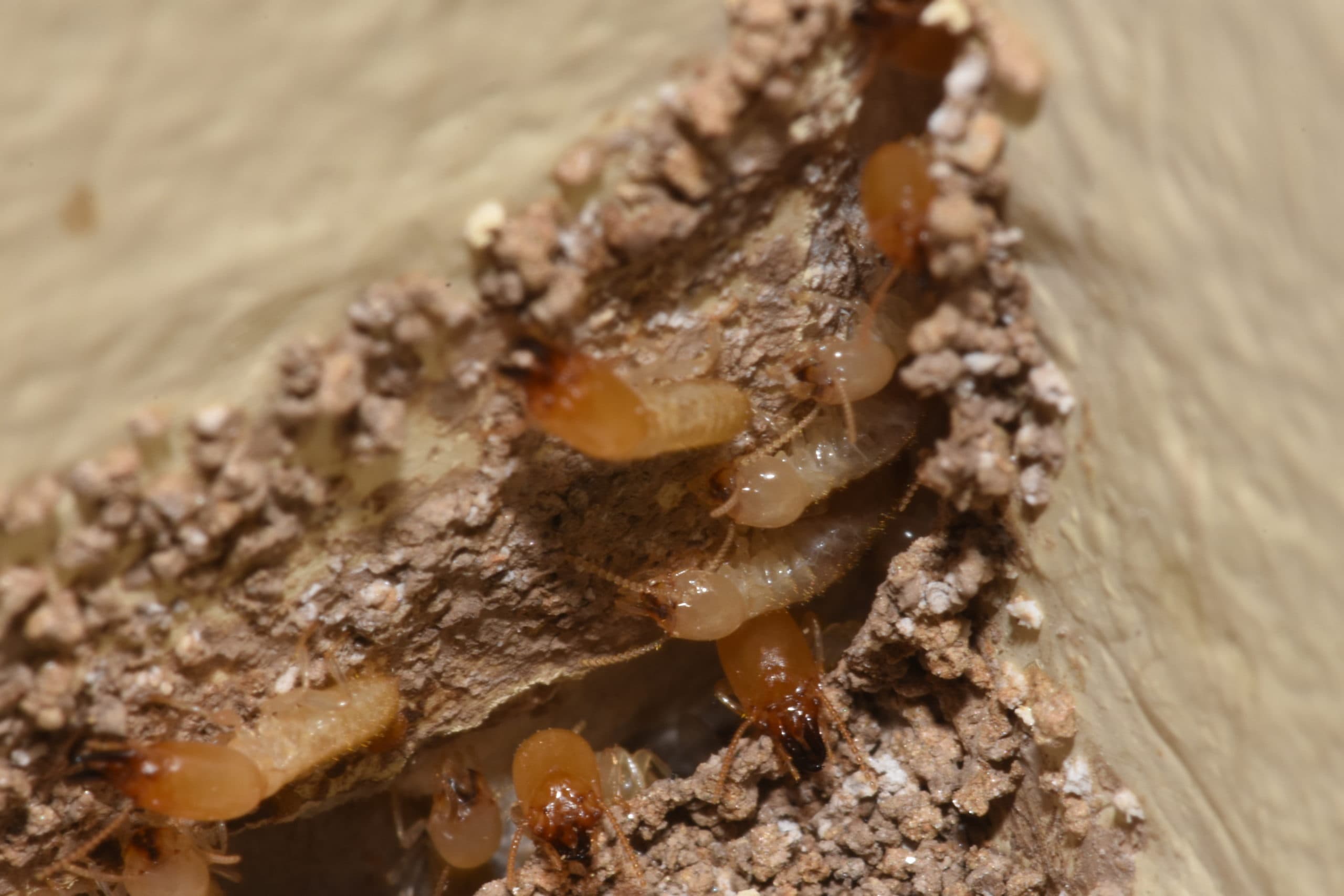 DSC_0891 Sentricon® Always Active™