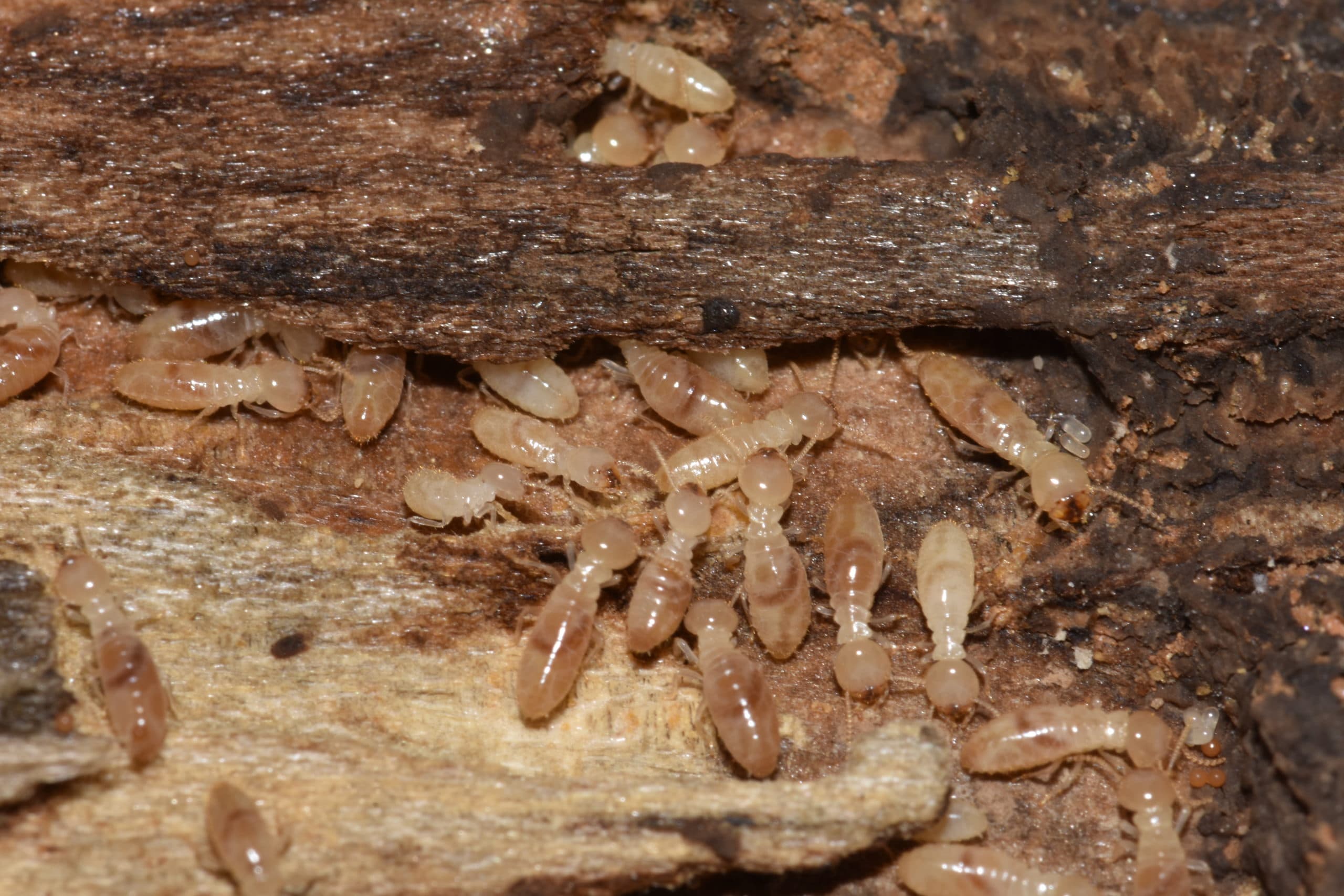 Subterranean termites and eggs in wood 3 Subterranean termites and eggs in wood 3
