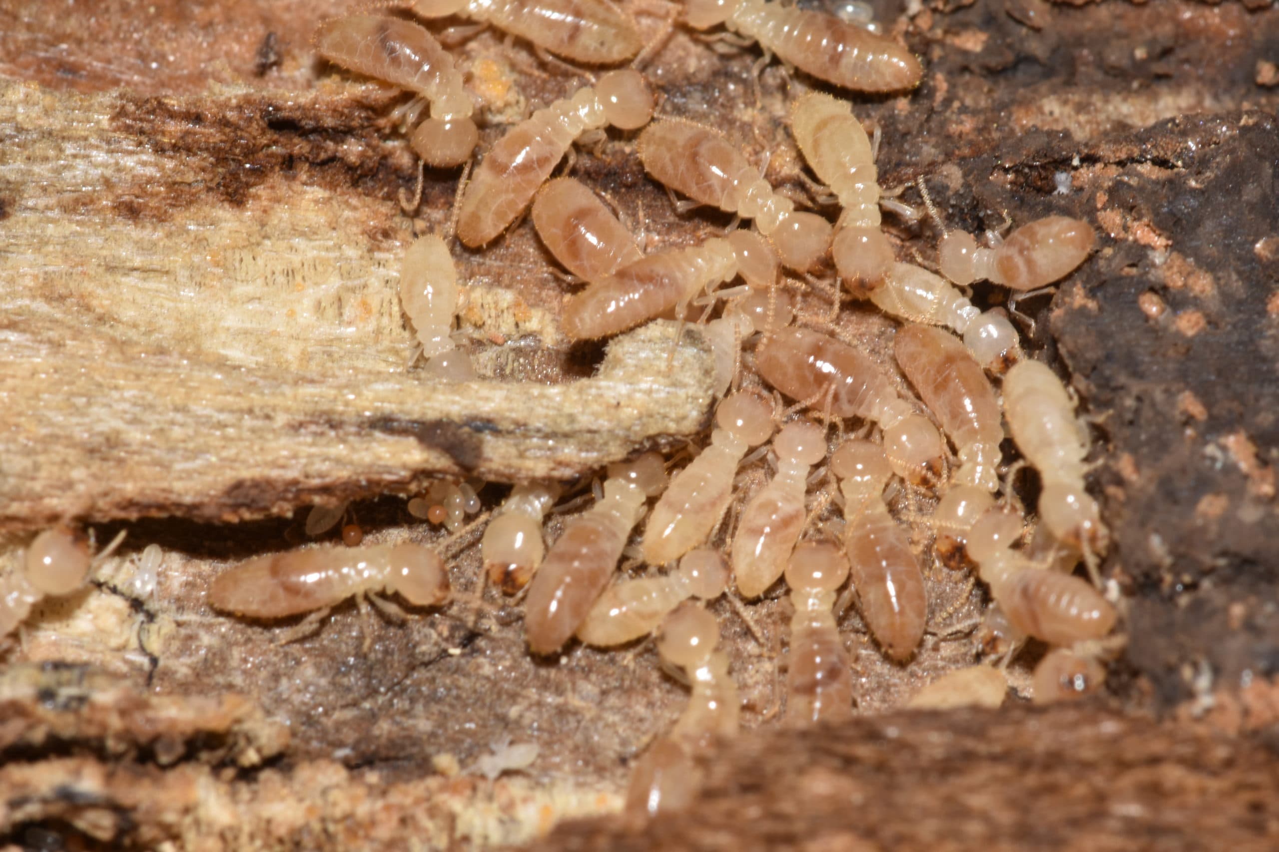 Subterranean termites and eggs in wood Subterranean termites and eggs in wood