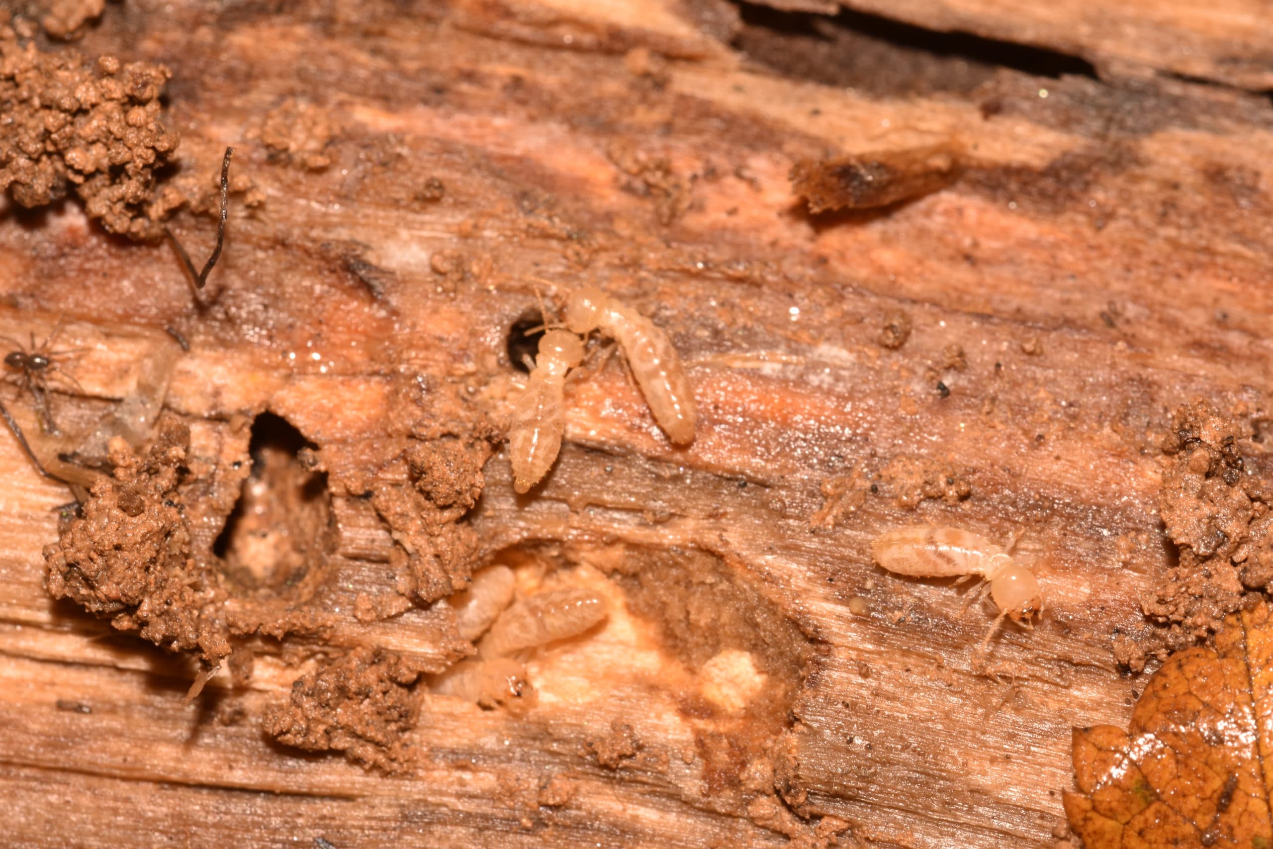 Subterranean termites in wood termite