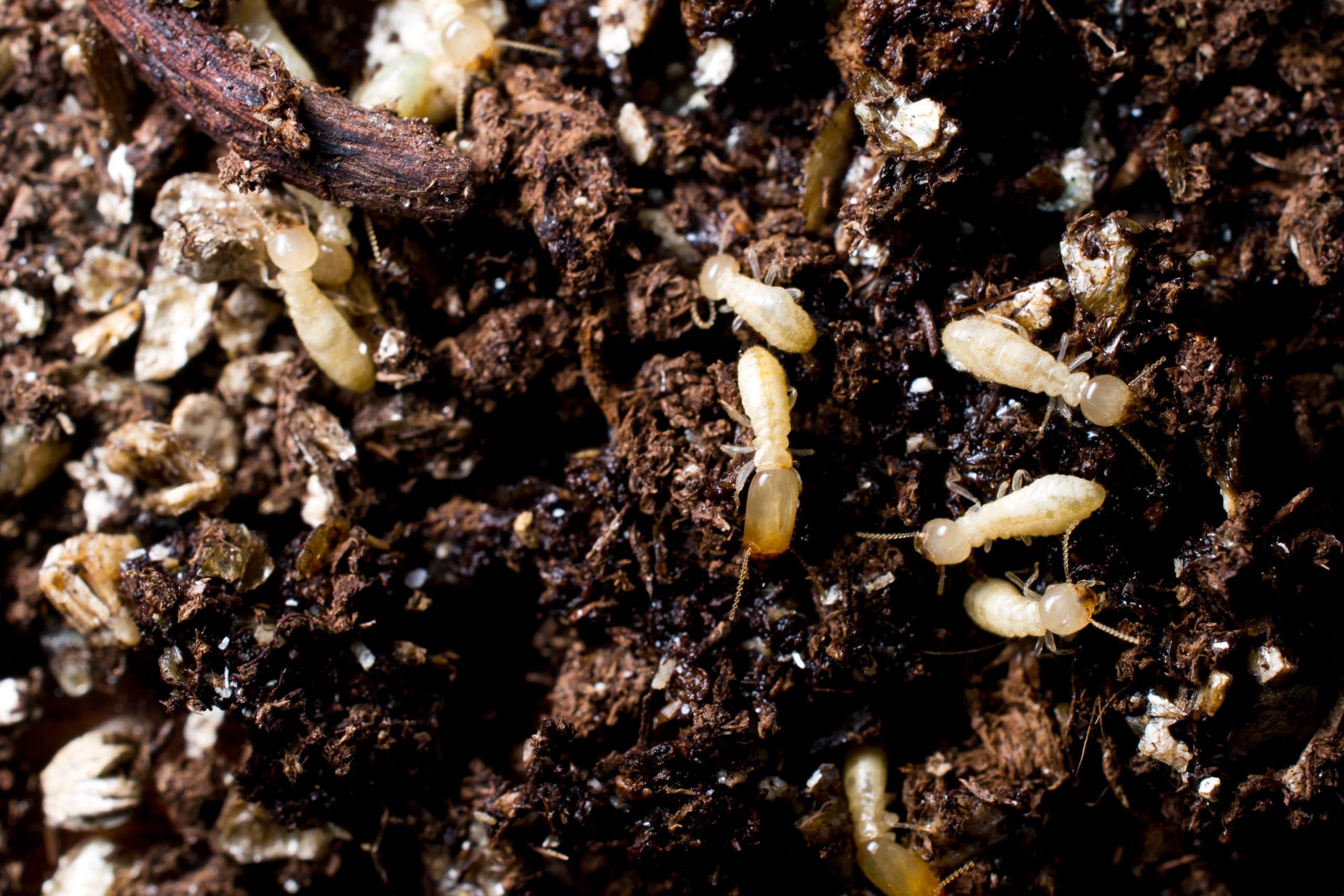Subterranean termites no text Subterranean termites no text