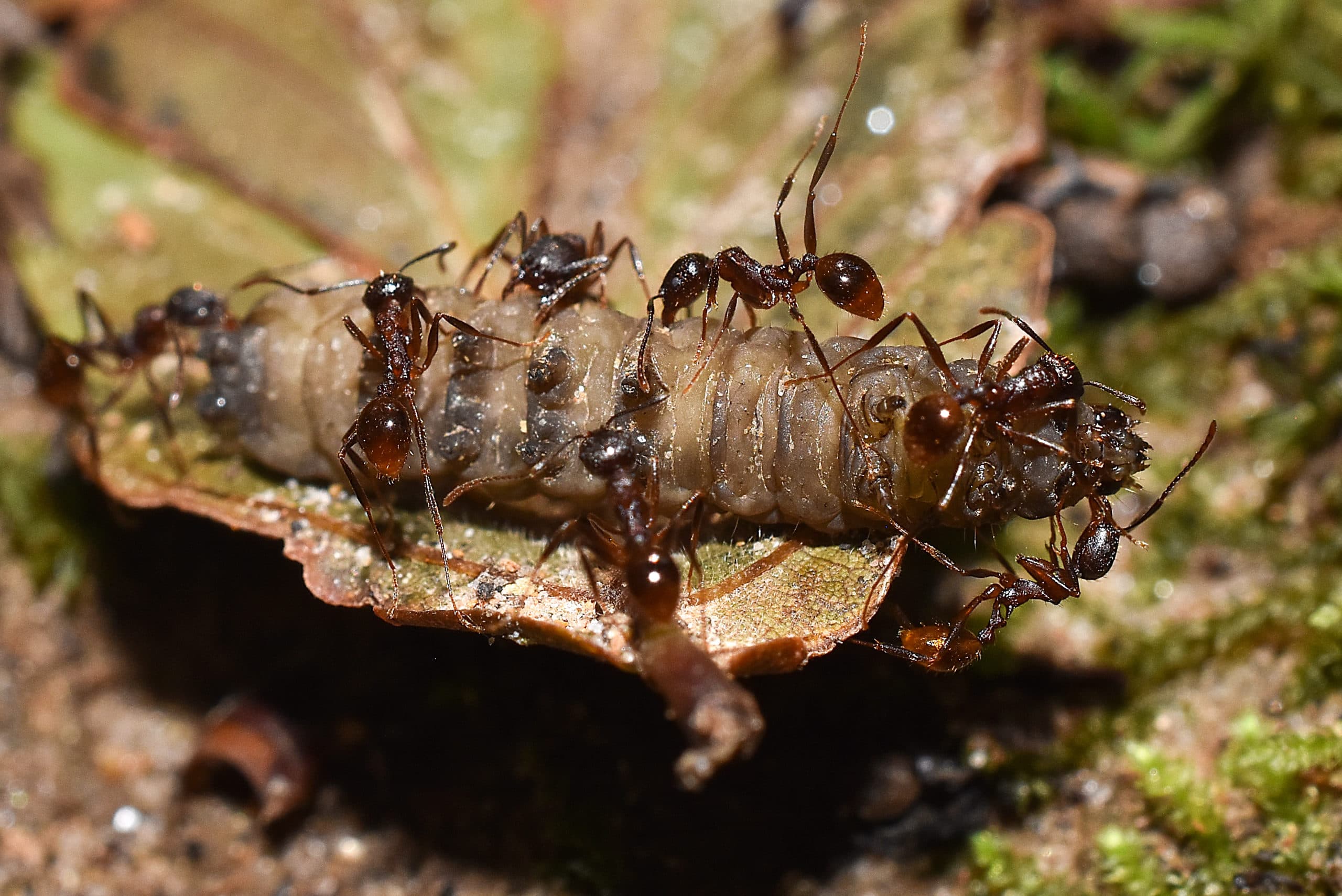 Tetramorium ants with food 2 Tetramorium ants with food 2