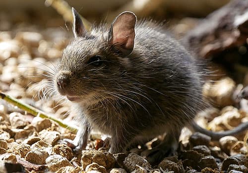 rat-img rodent control services Sandy Springs