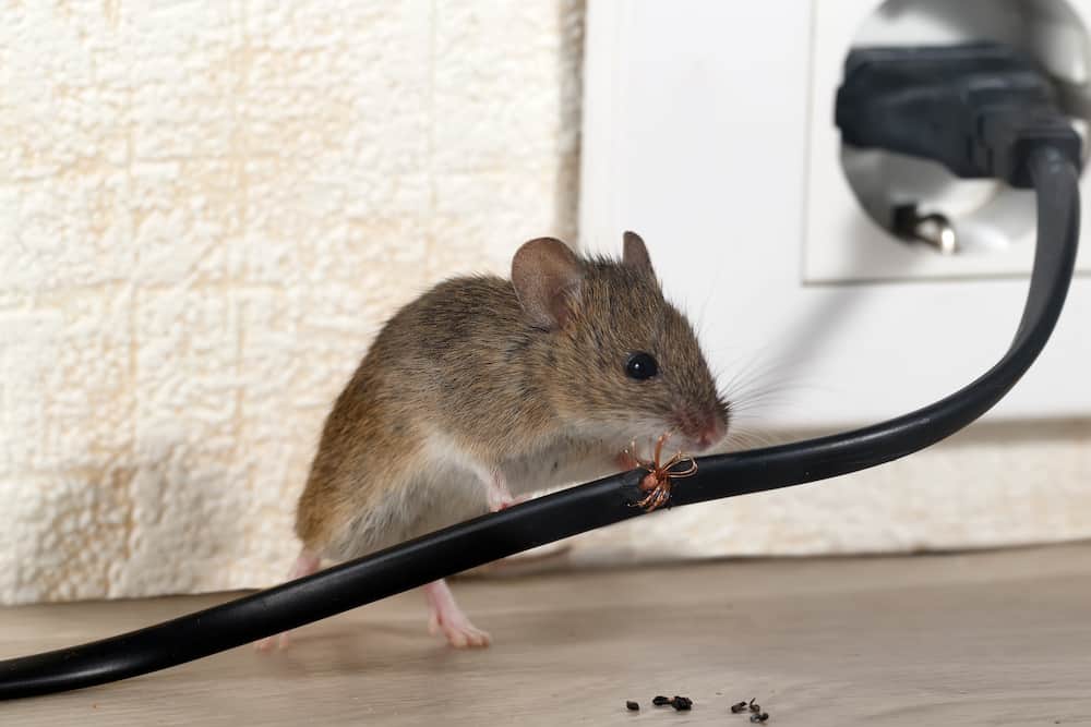 rodent rodent control services Sandy Springs